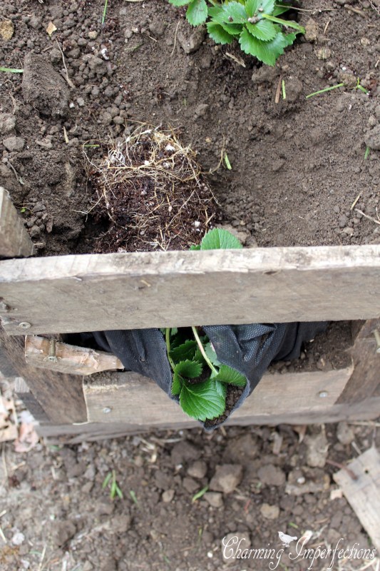 Pallet Strawberry Planters are really cool, but wouldn’t you like a little more information on why they are ideal? And, perhaps, how to get the plants planted into the sides? All that information and more are here in this post.