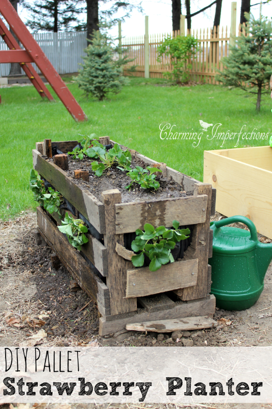 Pallet Strawberry Planters are really cool, but wouldn’t you like a little more information on why they are ideal? And, perhaps, how to get the plants planted into the sides? All that information and more are here in this post.